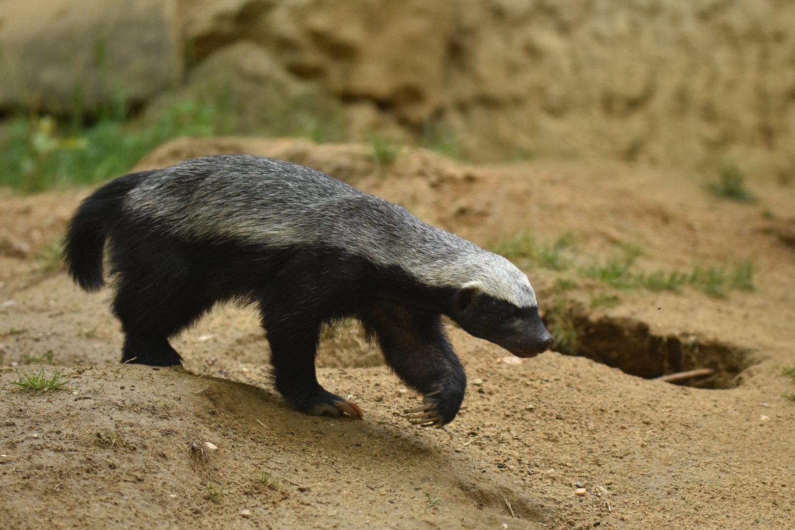 Honey badger Mellivora capensis