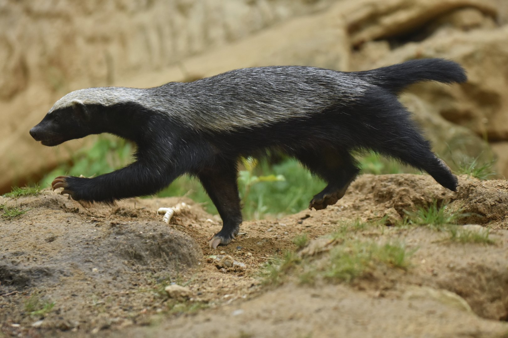 Honey badger Mellivora capensis