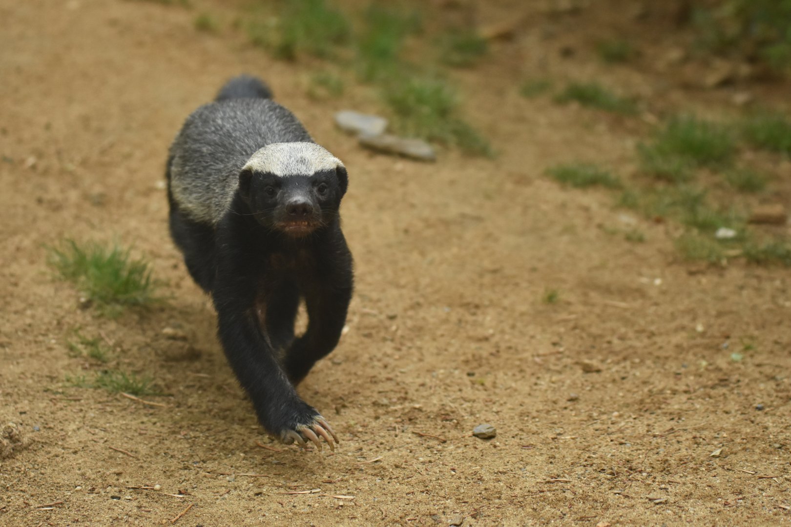 Honey badger Mellivora capensis