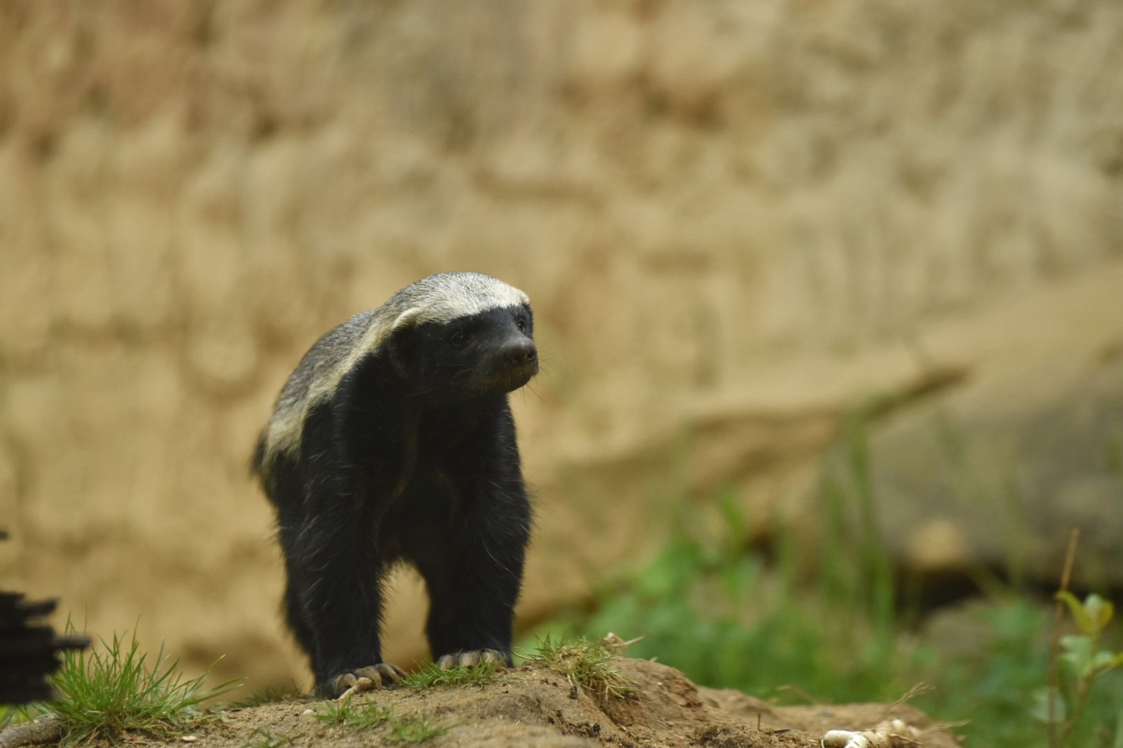 Honey badger Mellivora capensis