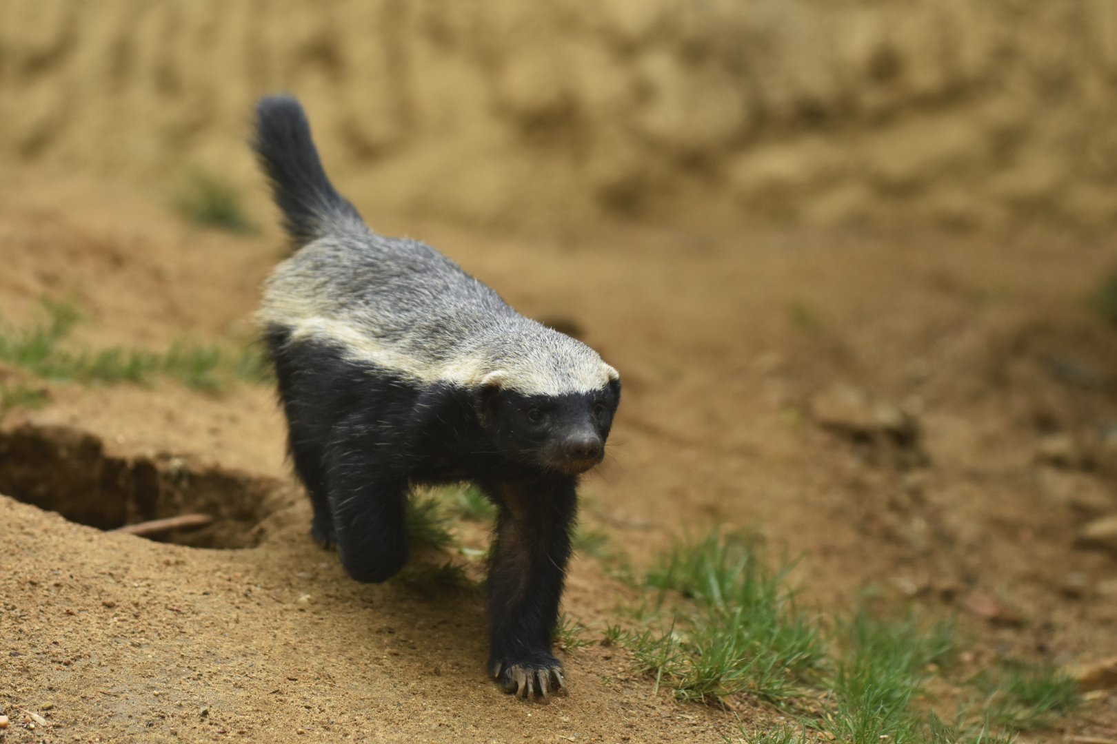 Honey badger Mellivora capensis