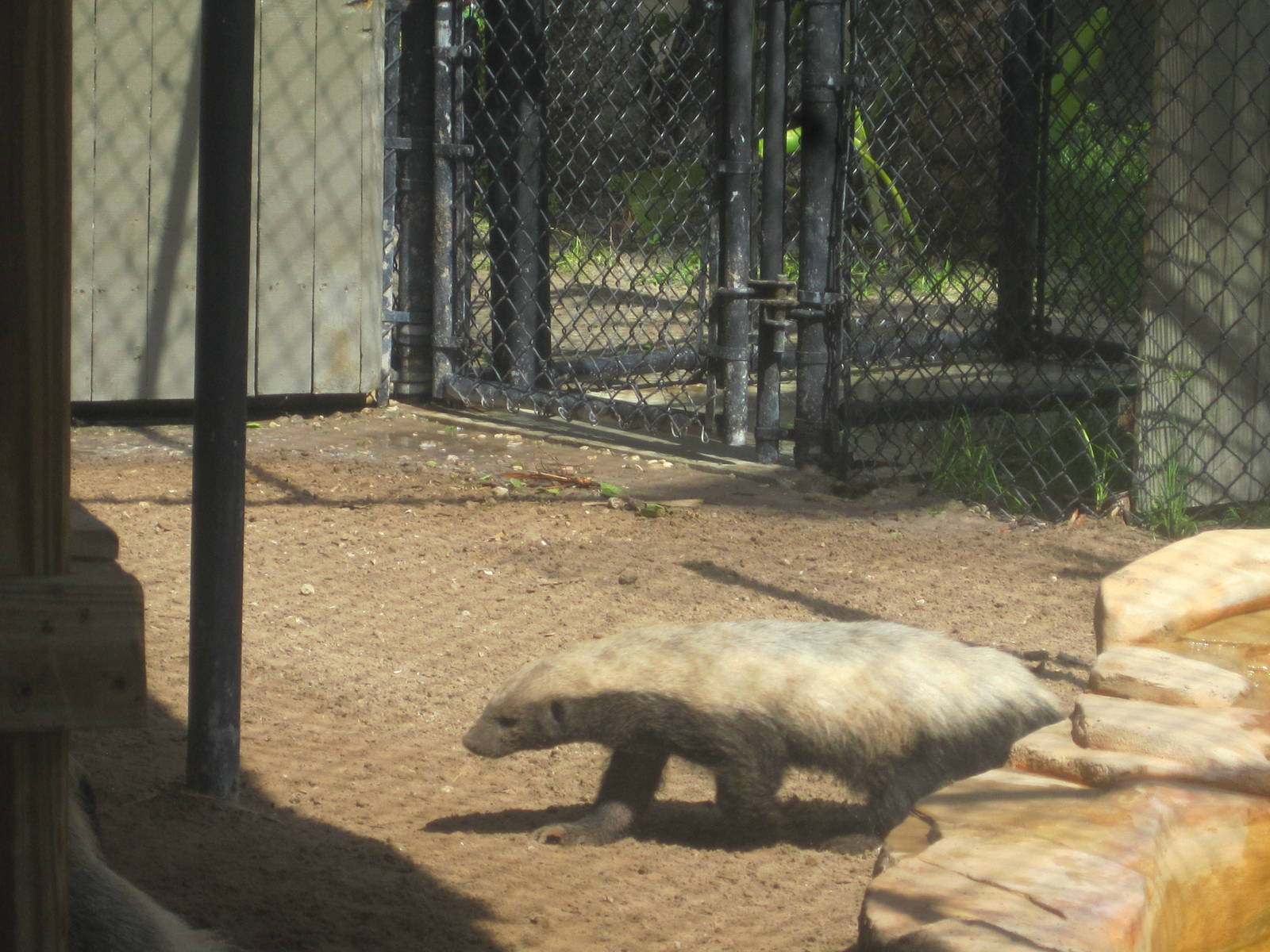 Honey Badger Near Pool