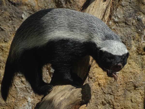 Honey badger (not sure which subspecies)