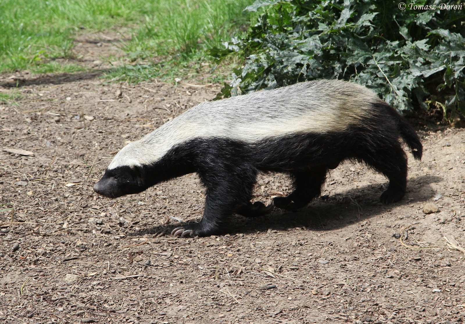 Honey Badger or Ratel (Mellivora capensis)