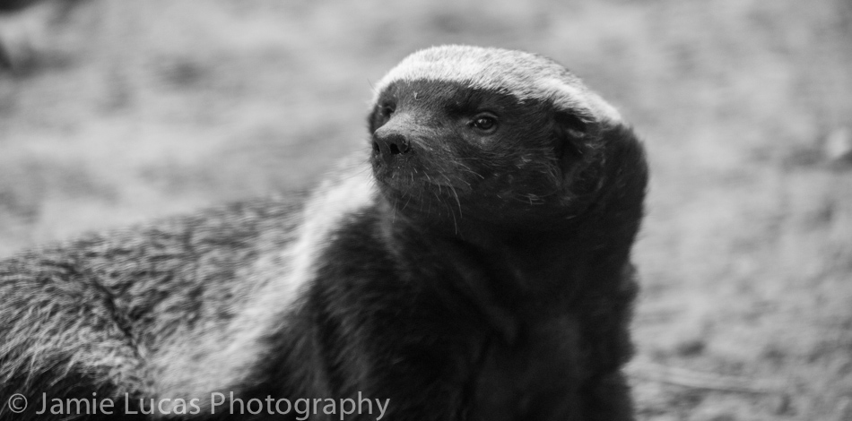 Honey Badger or Ratel