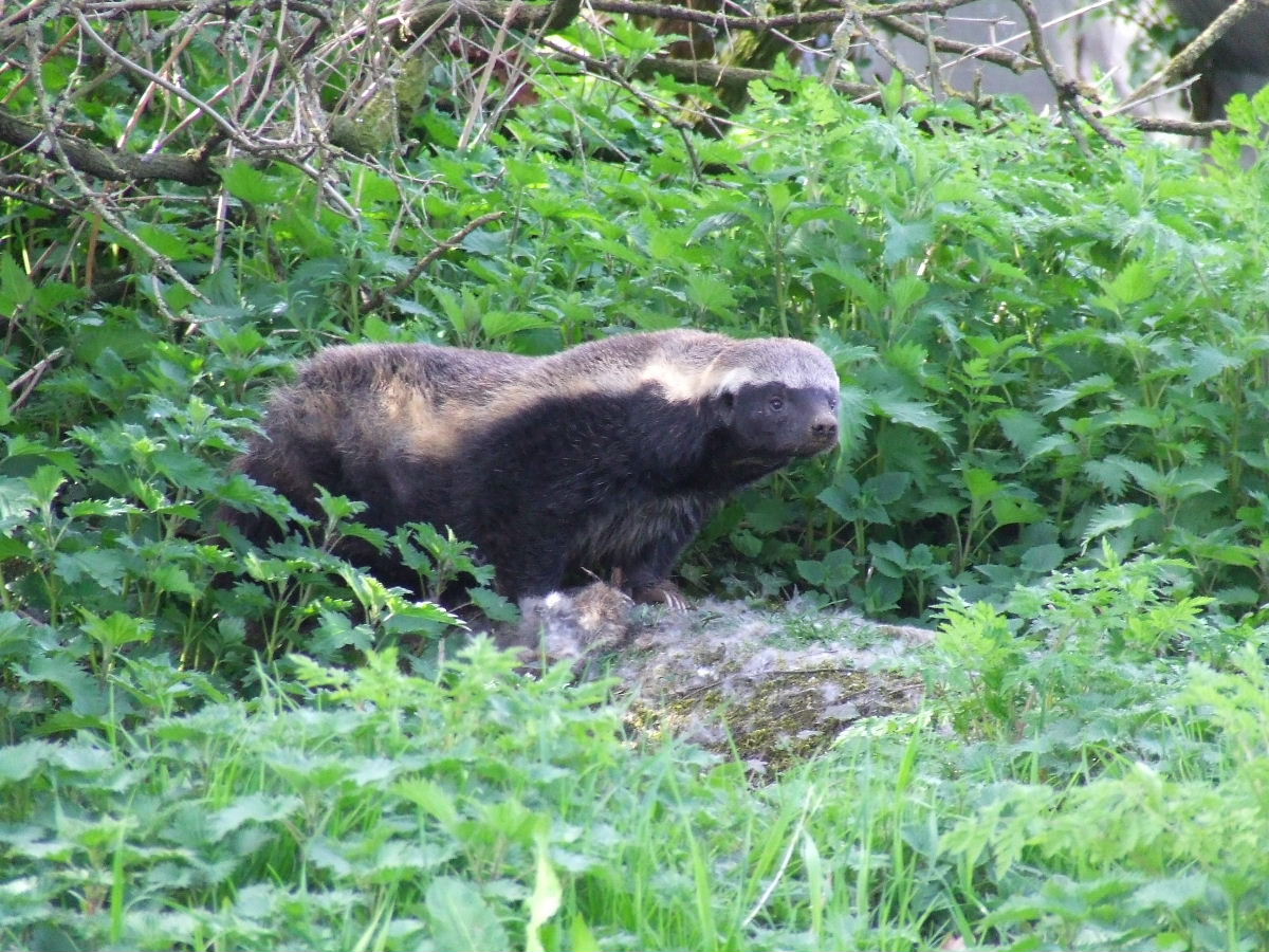 Honey Badger or Ratel