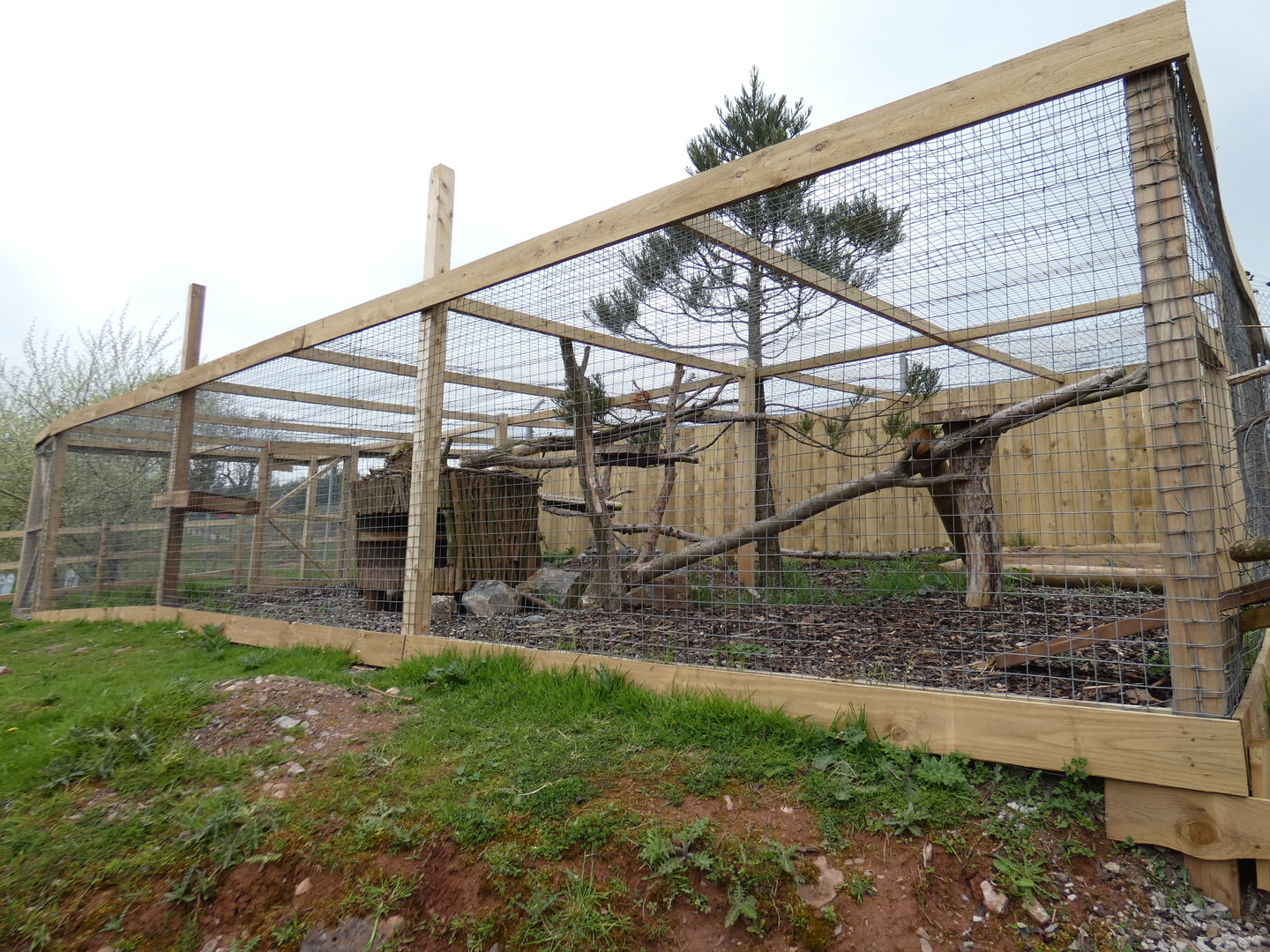 Honey badger outdoor enclosure