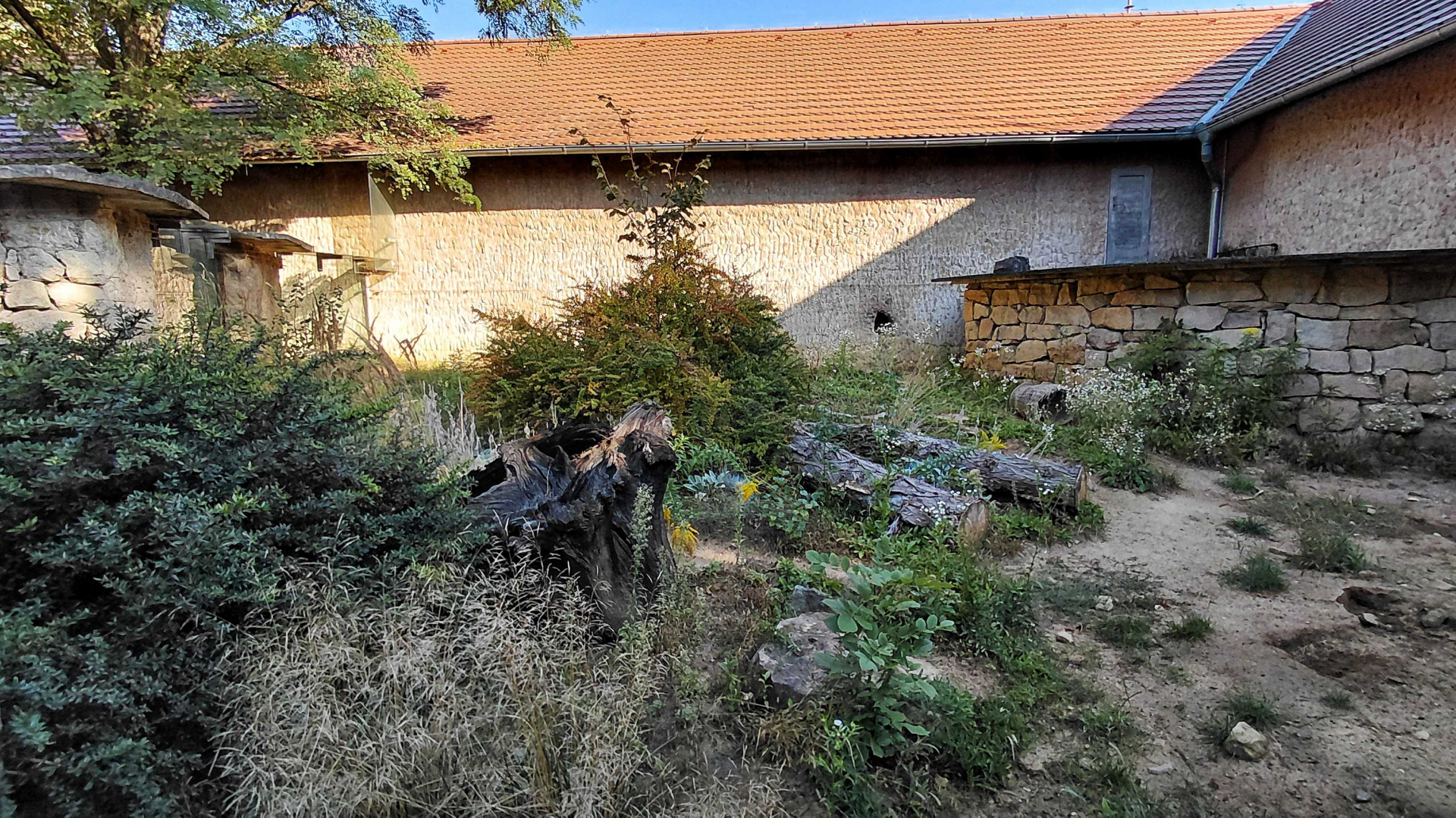 Honey badger outdoor exhibit