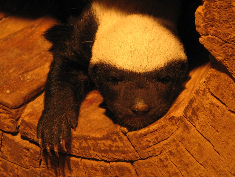 Honey badger @ Prague zoo