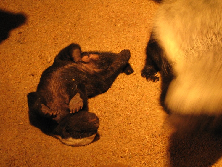Honey badger @ Prague zoo