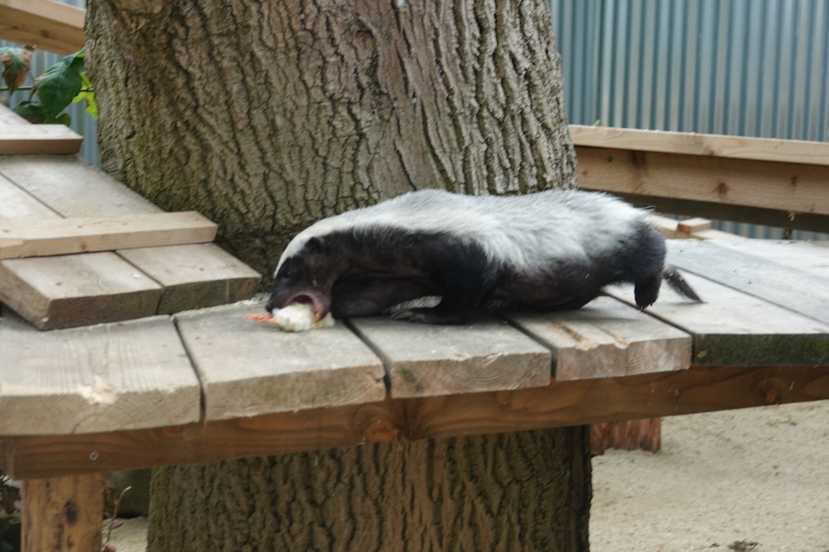 Honey badger / Ratel feeding