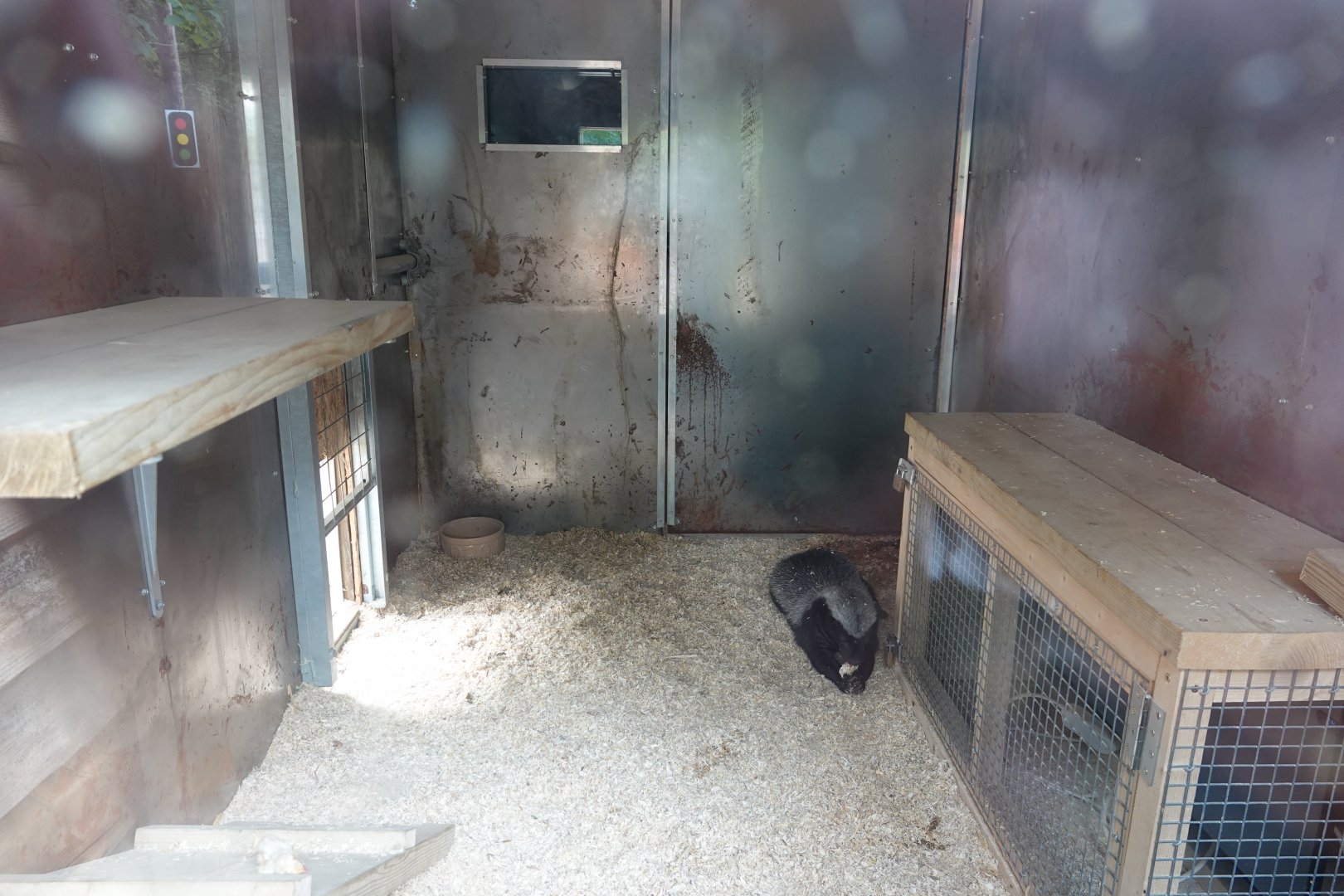 Honey badger / Ratel indoor enclosure