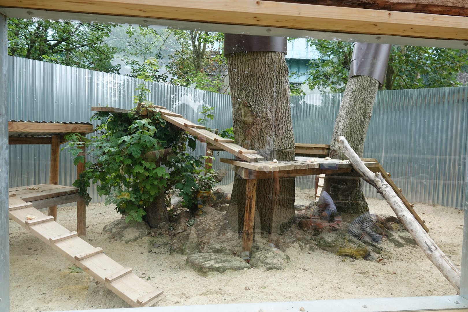 Honey badger / Ratel outdoor enclosure