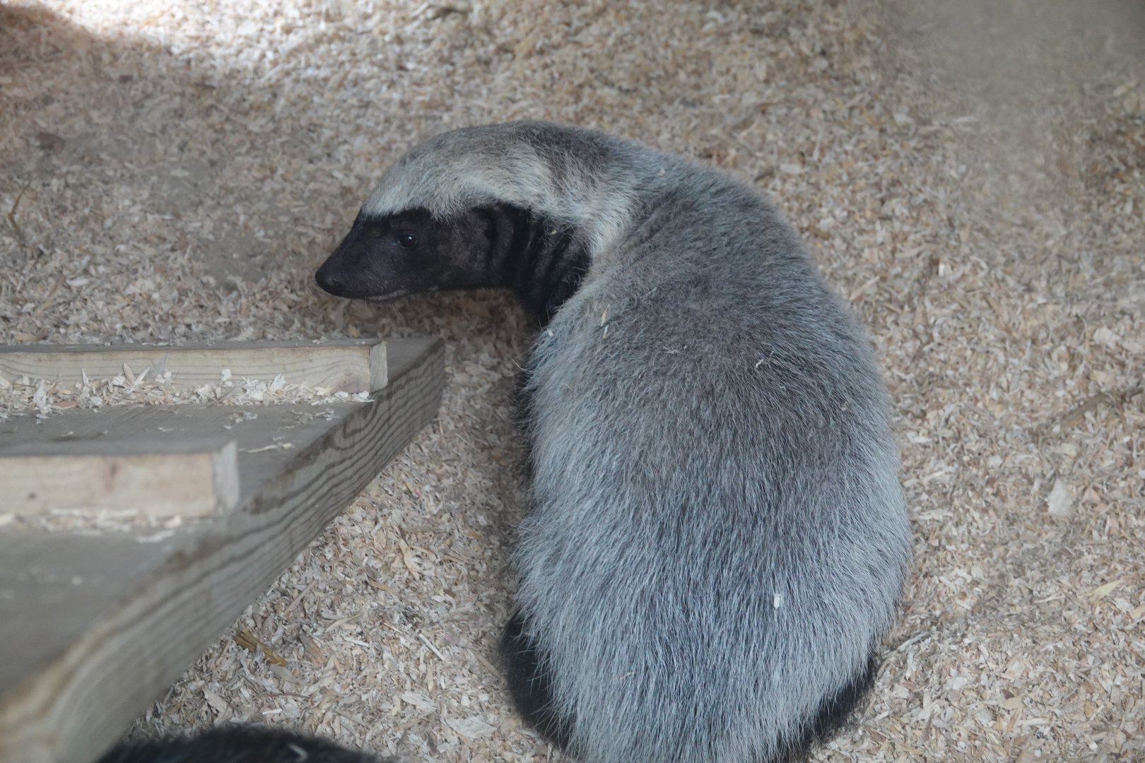 Honey badger / Ratel