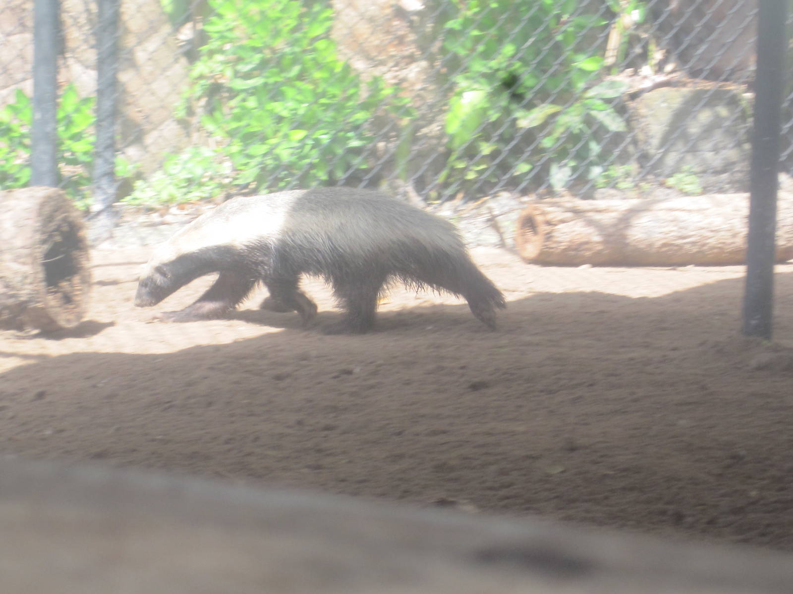 Honey Badger Running