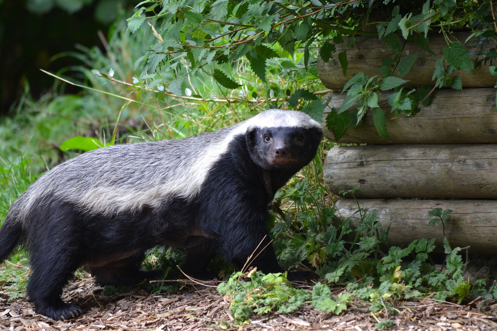 Honey Badger - September 2016