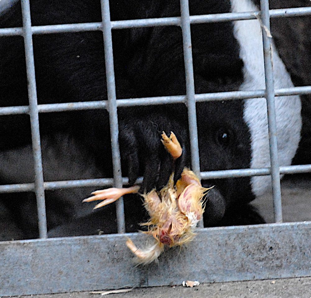 Honey Badger with chick - Wildkatzenzentrum Felidae 2022