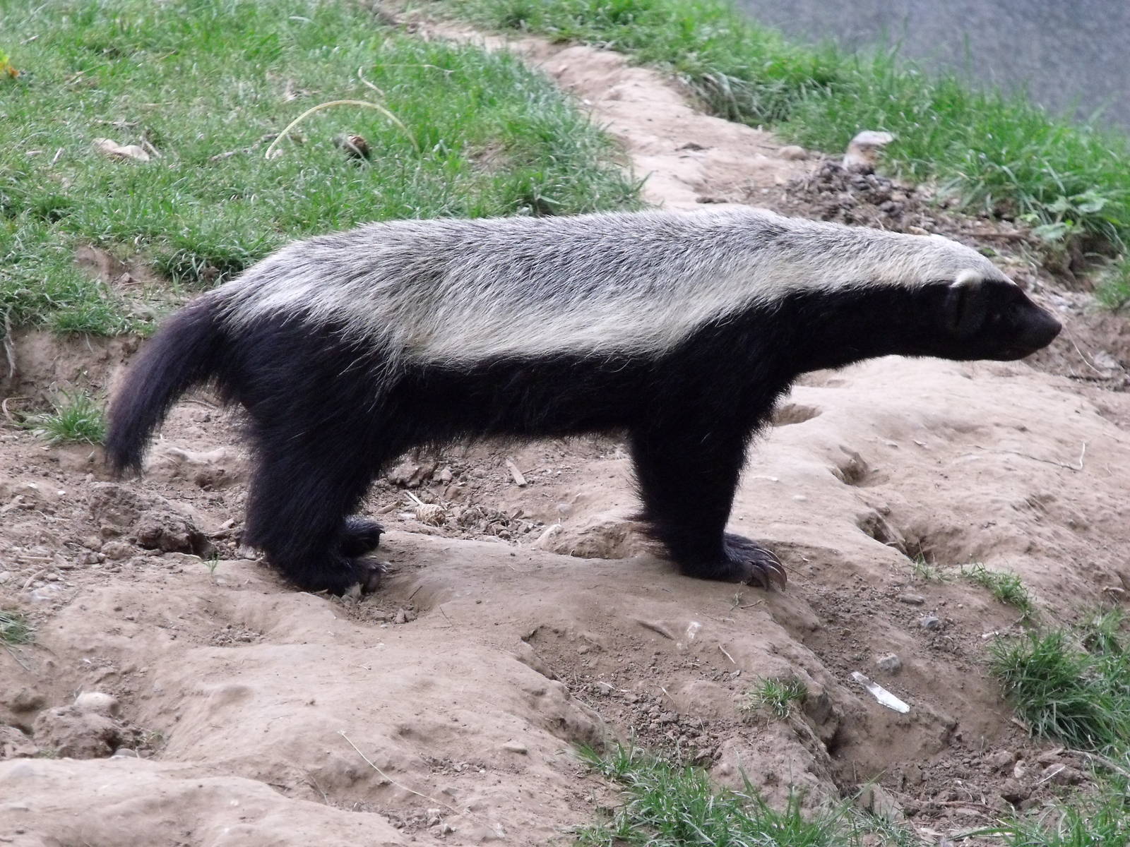 Honey Badger