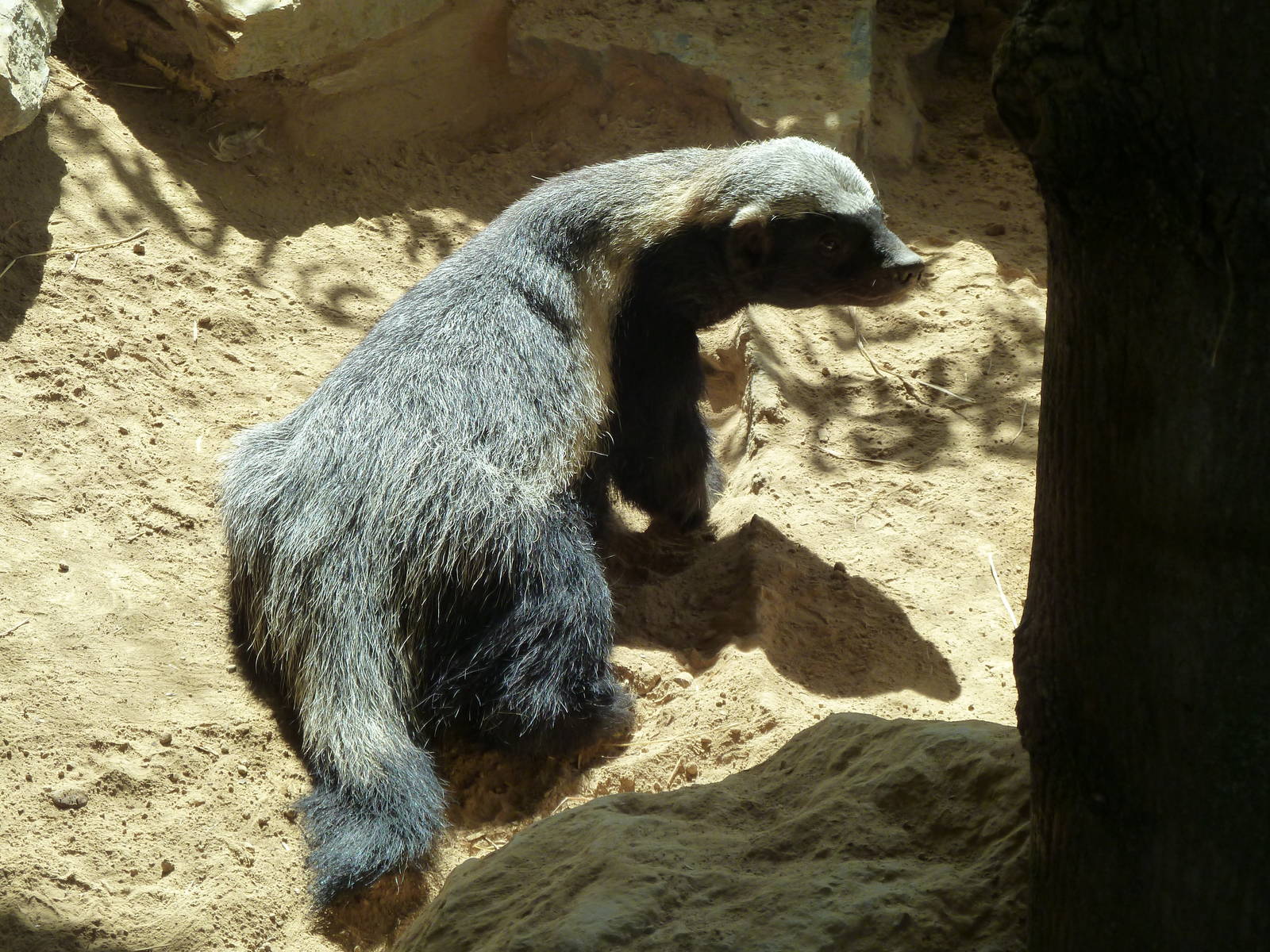 Honey badger