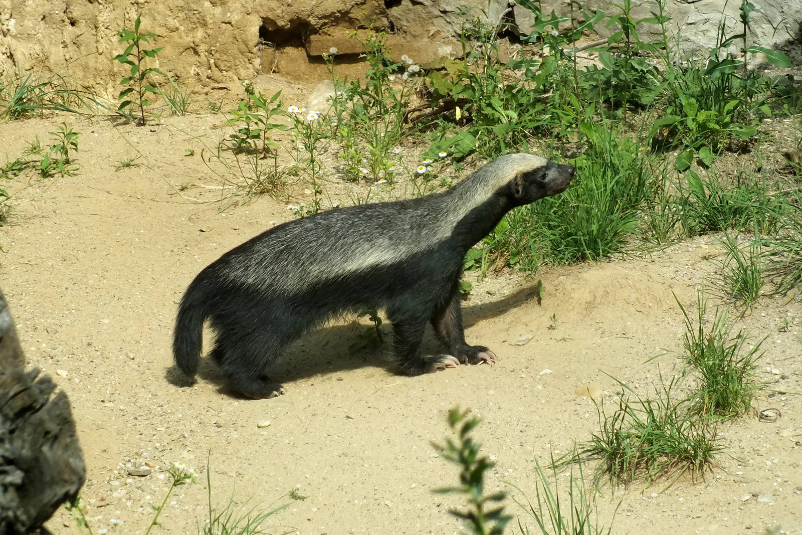 Honey Badger