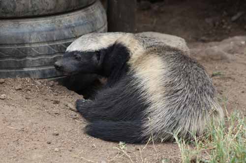 Honey Badger
