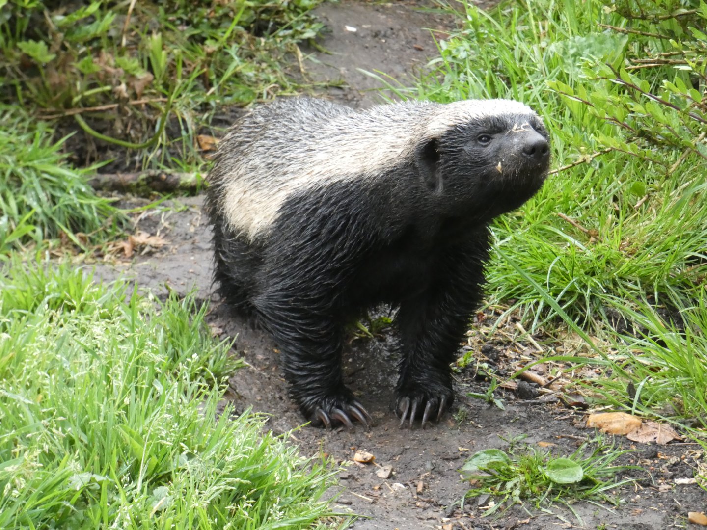 Honey badger