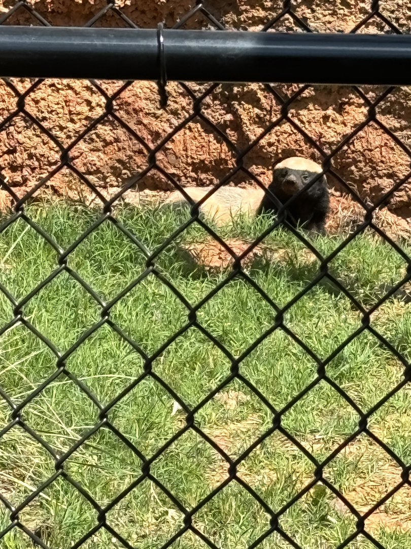 Honey Badger