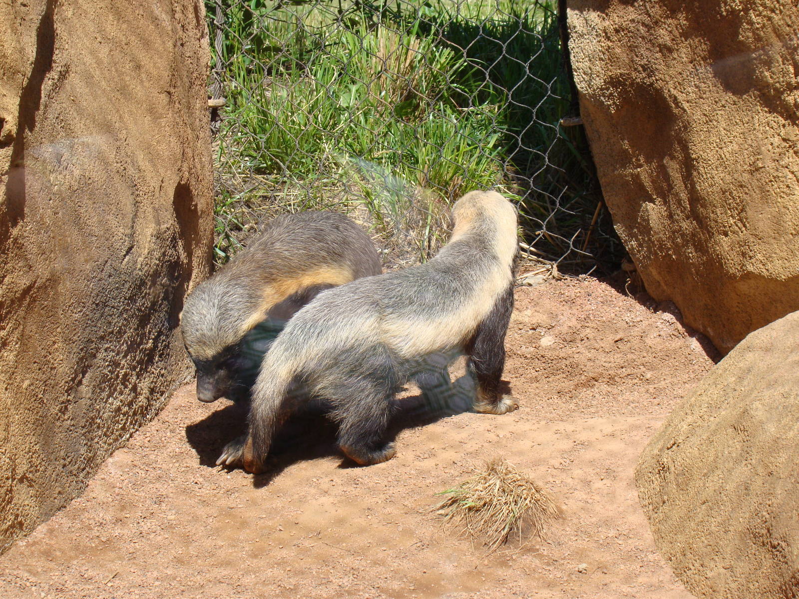 Honey Badgers don't care