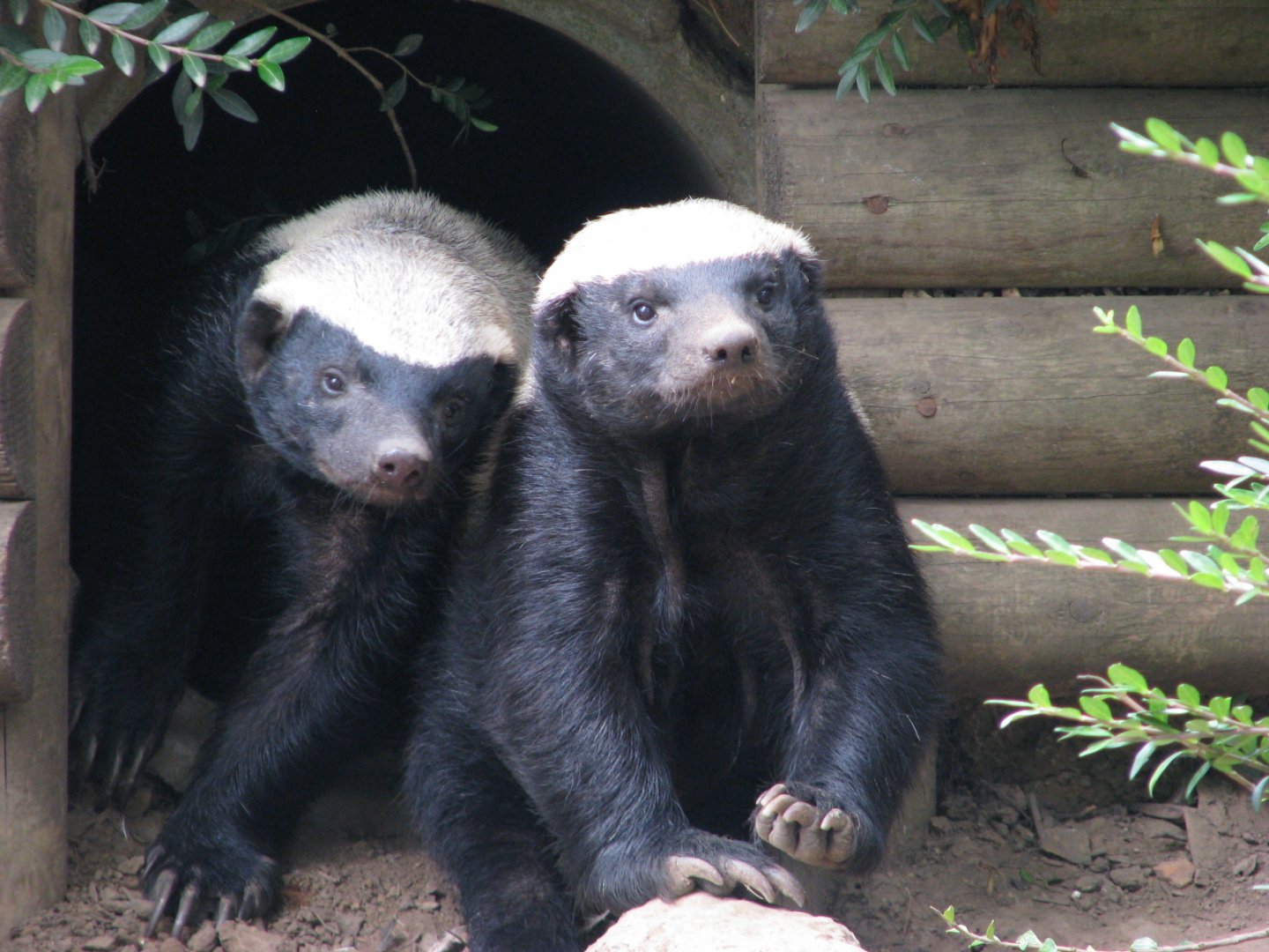 Honey badgers - July 2015