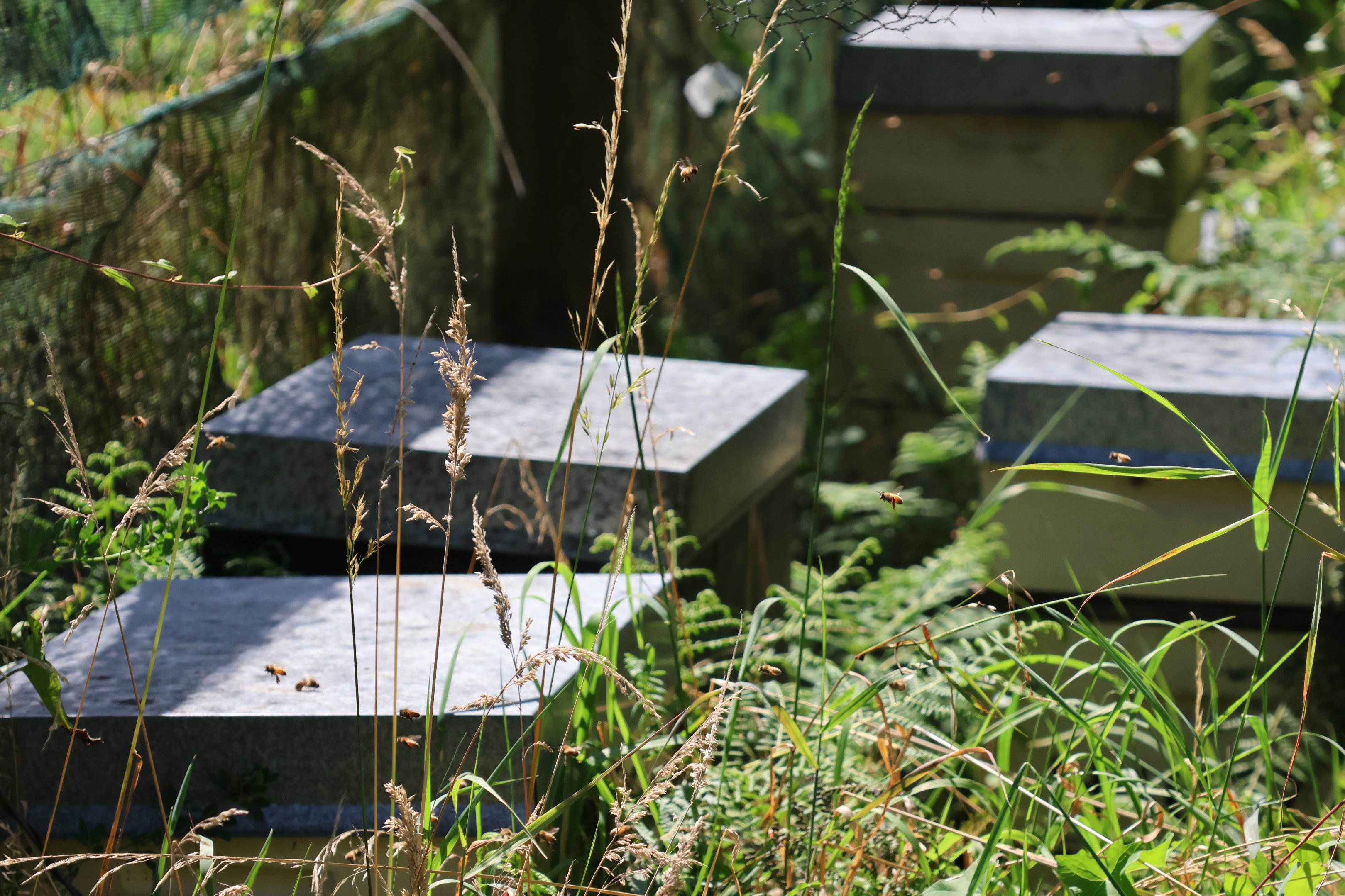 Honey Bee (Apis mellifera) colony and bee hives, Bluebank Blueberry & Emu Farm