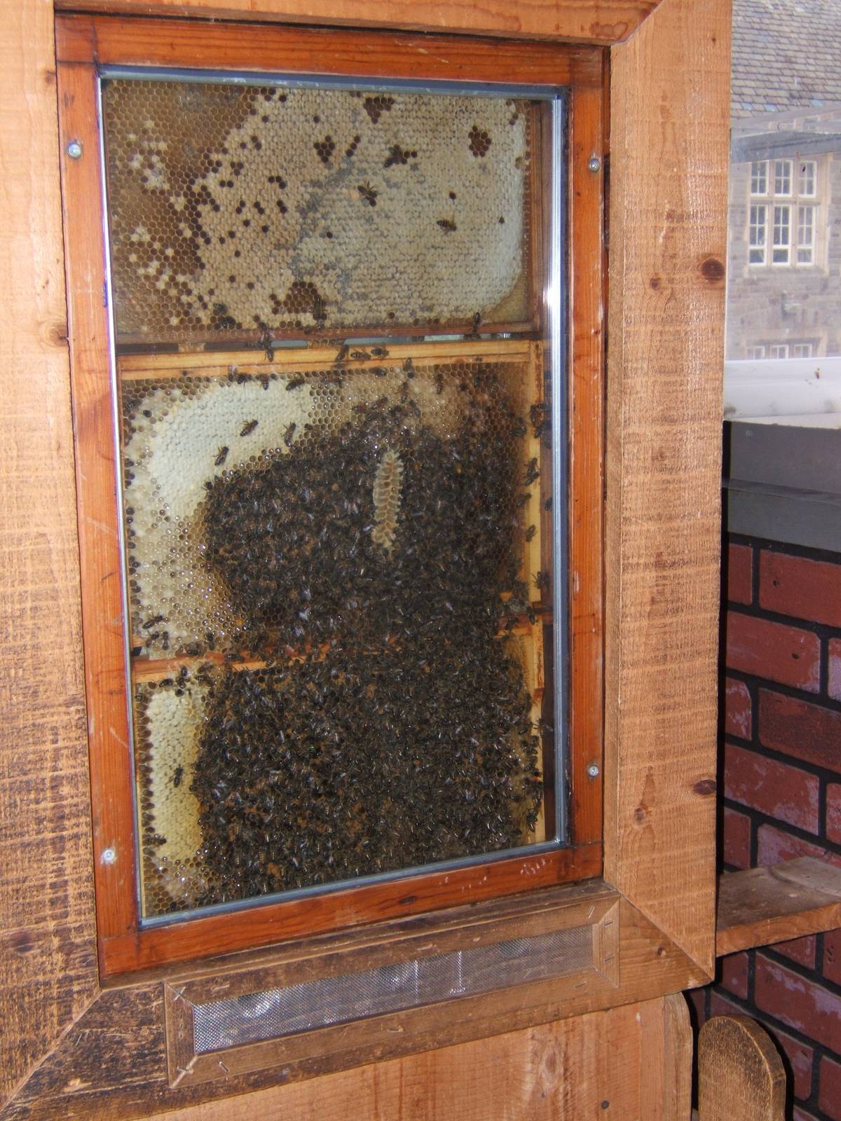 Honey Bee (Apis mellifera)