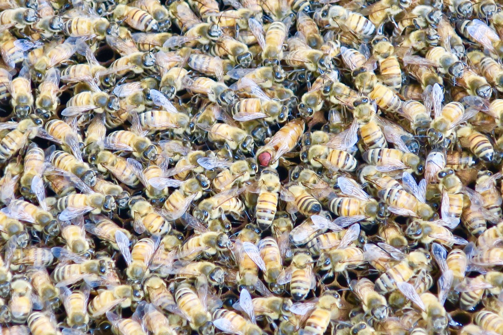 Honey Bee (Apis sp.) - Green World