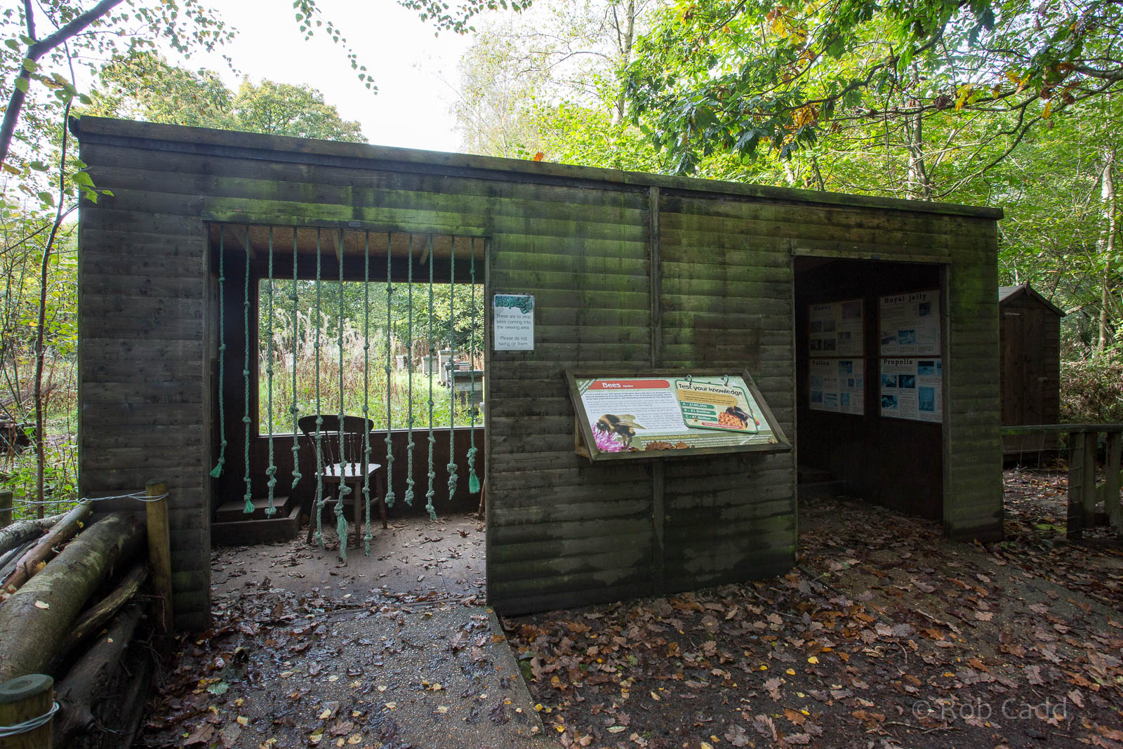 Honey bee (exhibit) : Wildwood : 16 Oct 2014