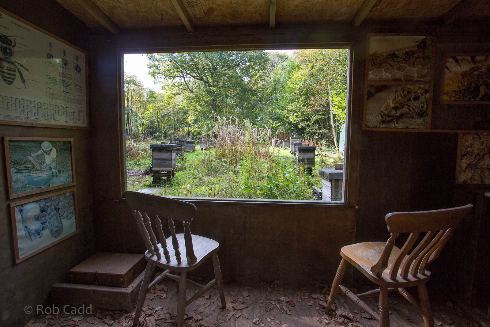 Honey bee (exhibit) : Wildwood : 16 Oct 2014