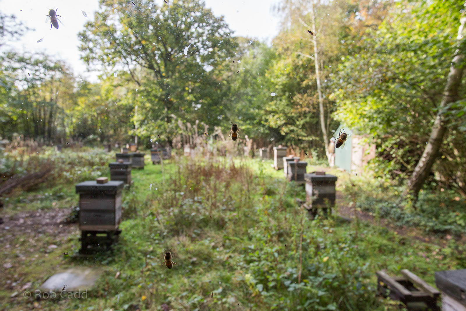 Honey bee (exhibit) : Wildwood : 16 Oct 2014