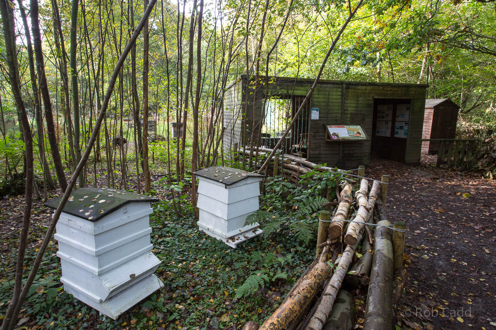 Honey bee (exhibit) : Wildwood : 16 Oct 2014