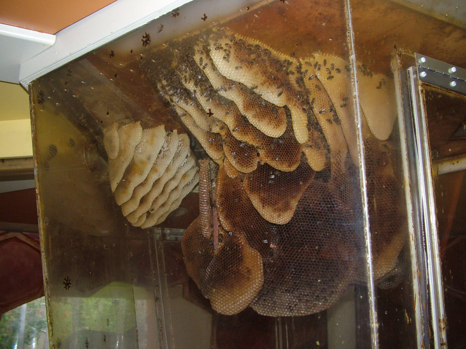 Honey Bee Hive at Faunia, 27/05/11