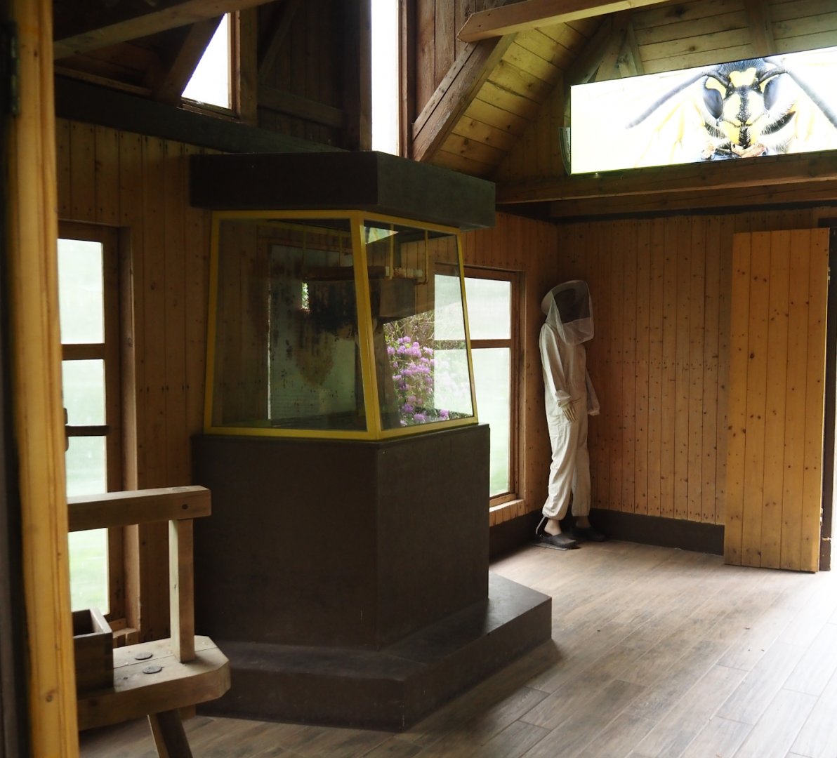 Honey bee house - Viewable bee hive and bee keeeper suit, 2024-05-21