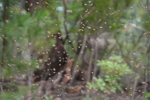 Honey bee swarm.
