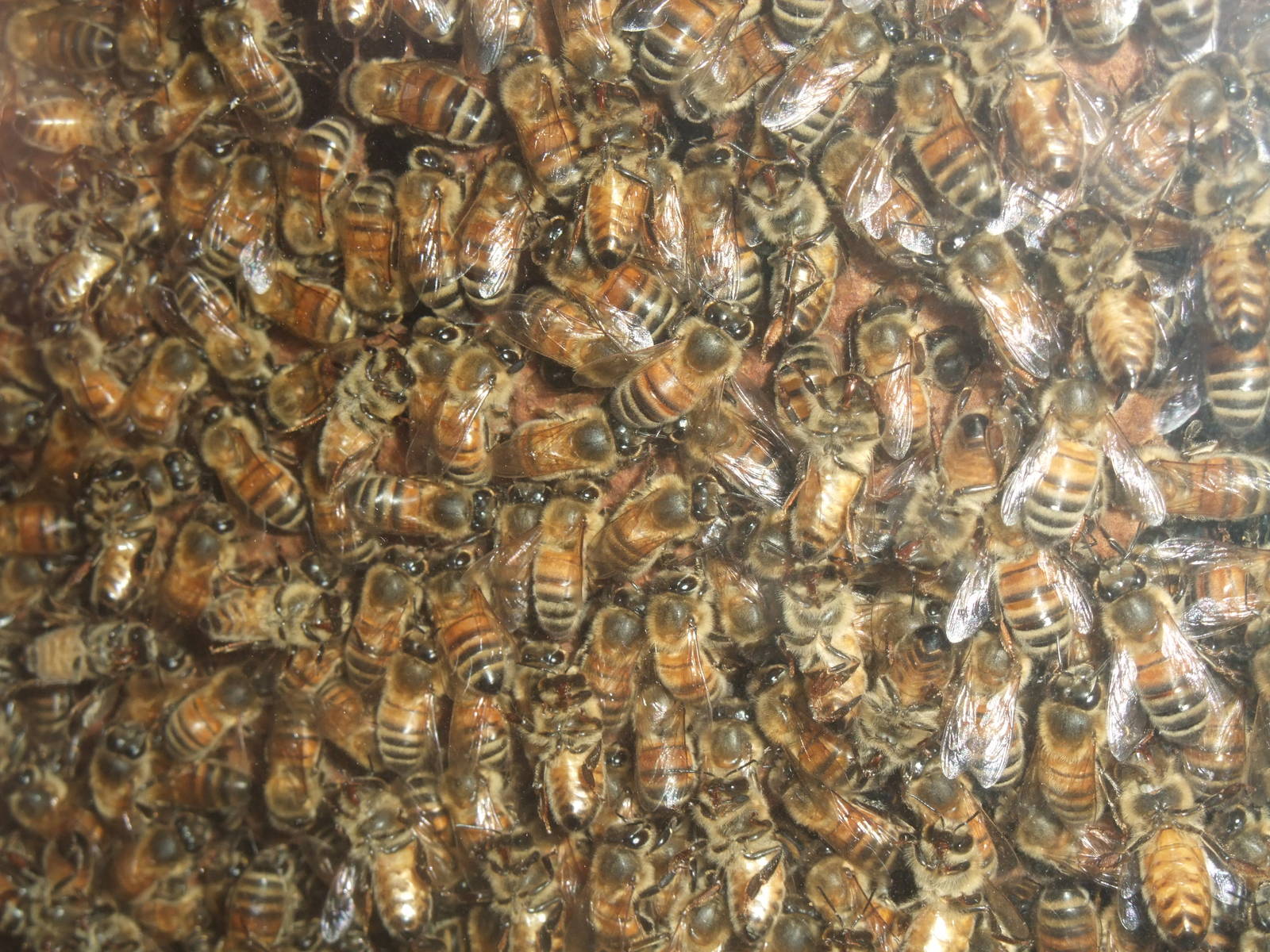 Honey Bees at London, 16/11/11