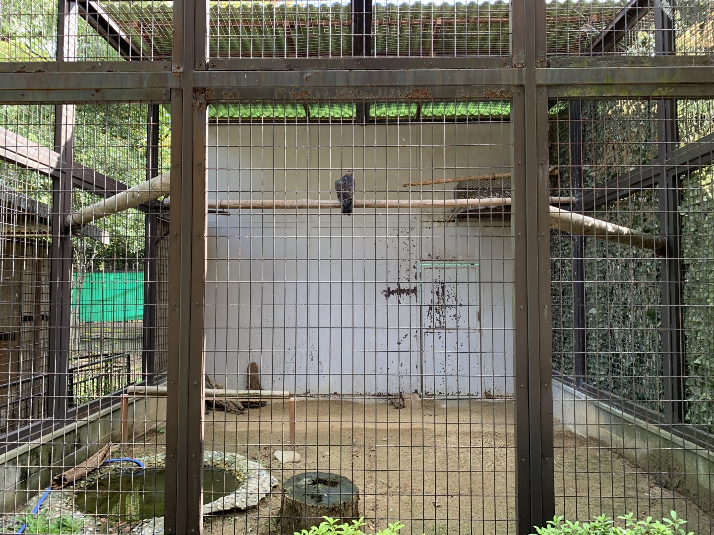 Honey Buzzard Enclosure (Himeji City Zoo)