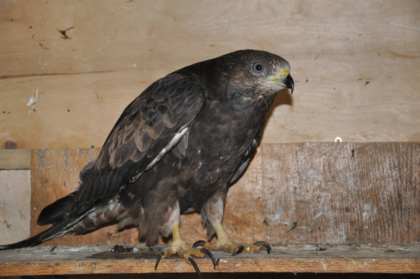 Honey buzzard/ Pernis apivorus