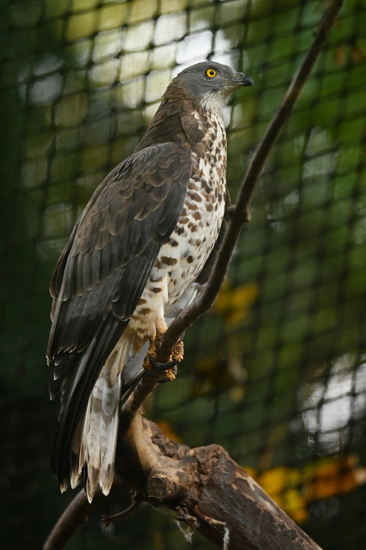 Honey buzzard Pernis apivorus