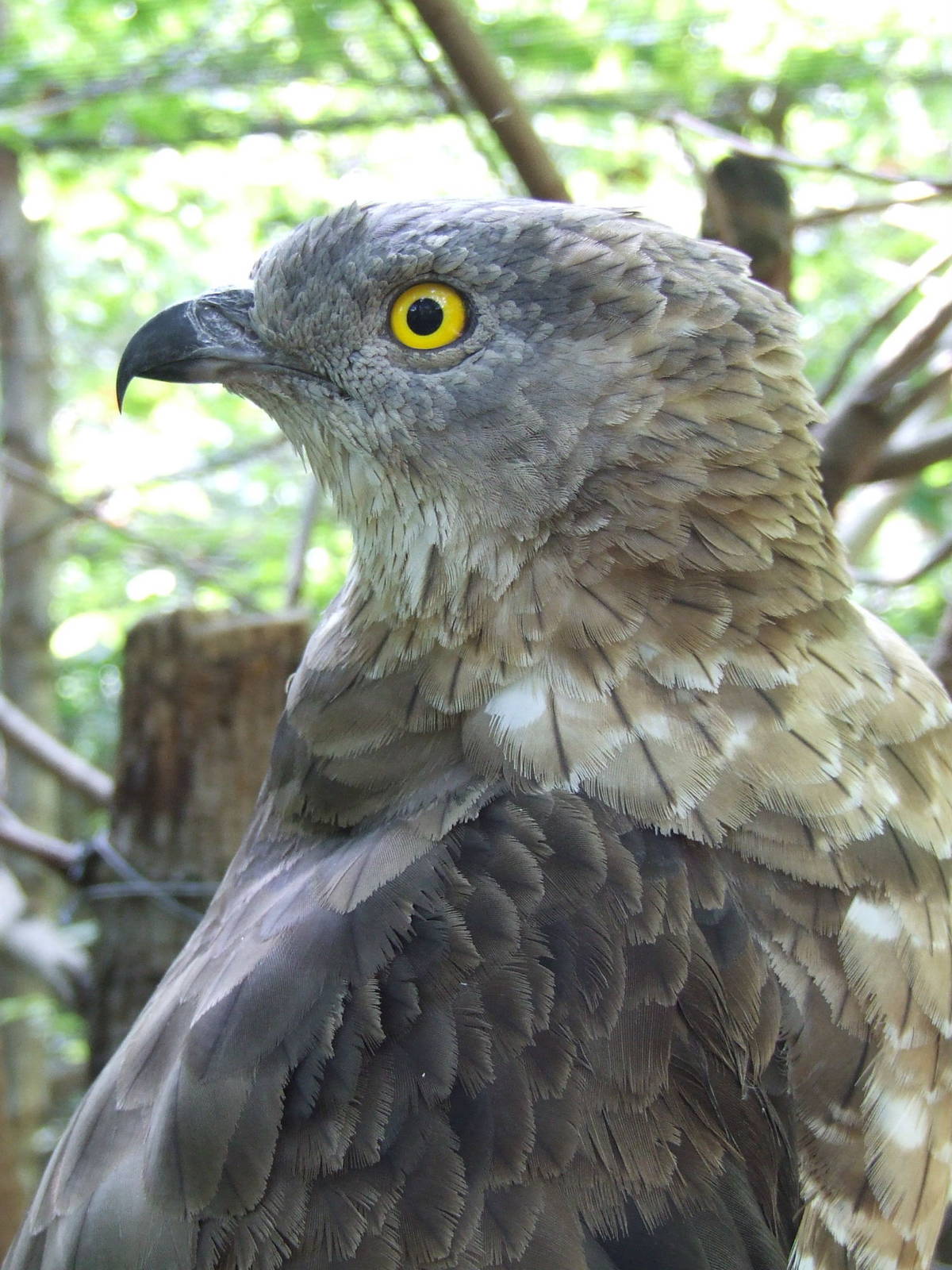 Honey buzzard @ Szeged Zoo, Hungary