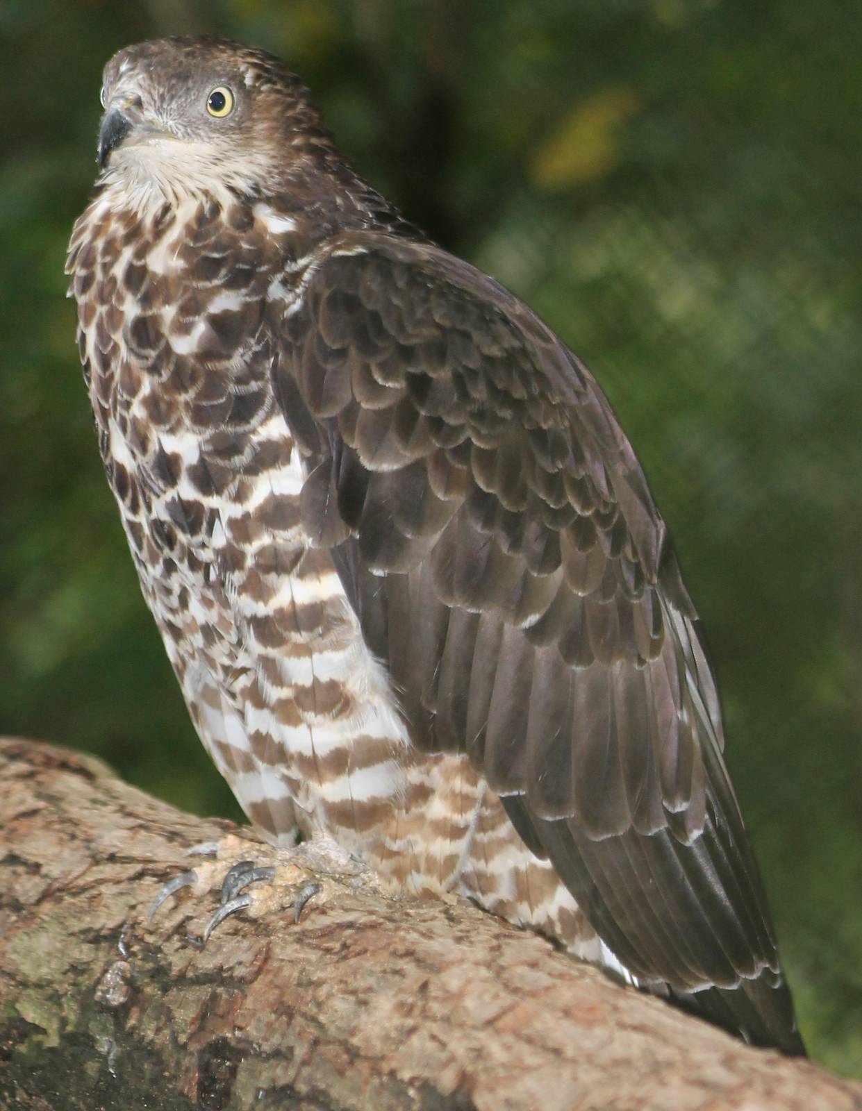 honey buzzard