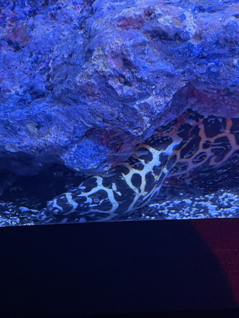 Honey Comb Moray Eel