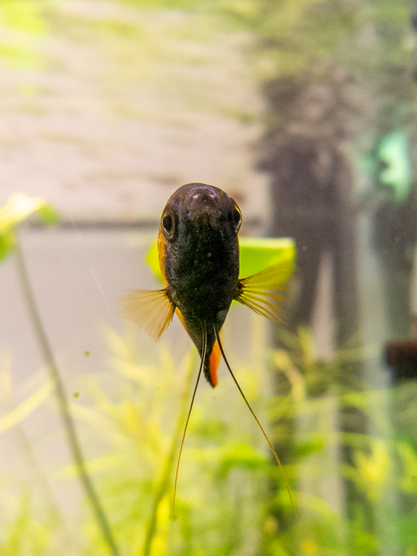 Honey gourami / Trichogaster chuna