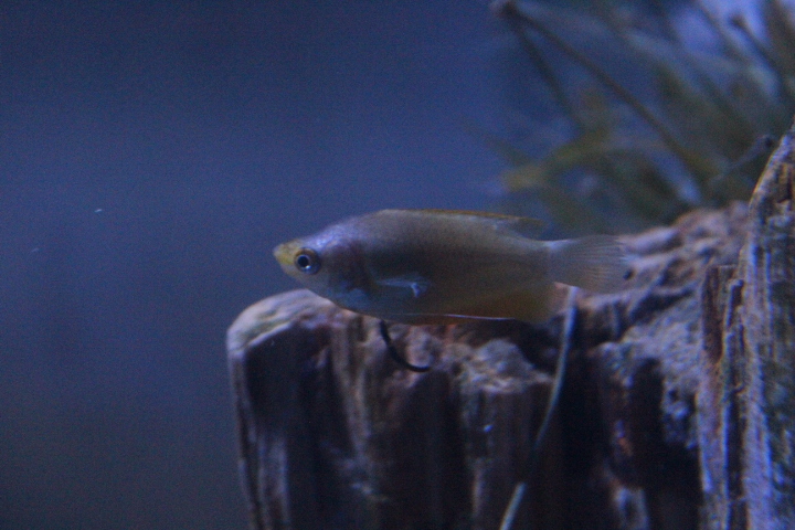 Honey gourami (Trichogaster chuna)