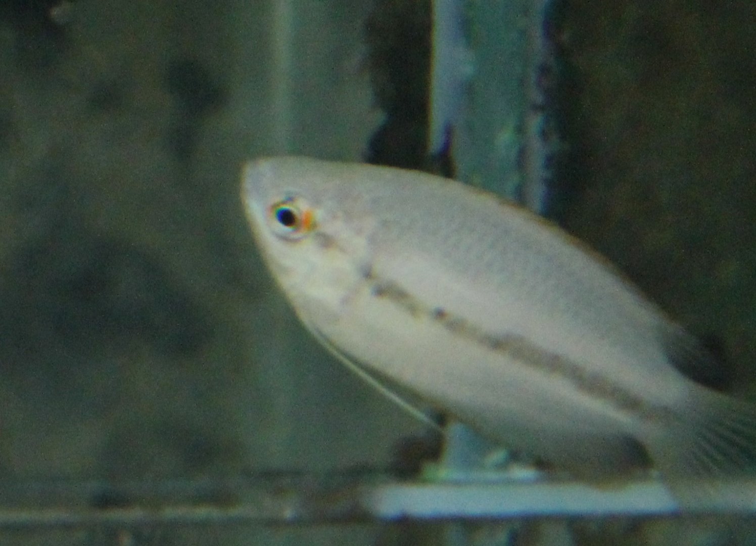 Honey gourami
