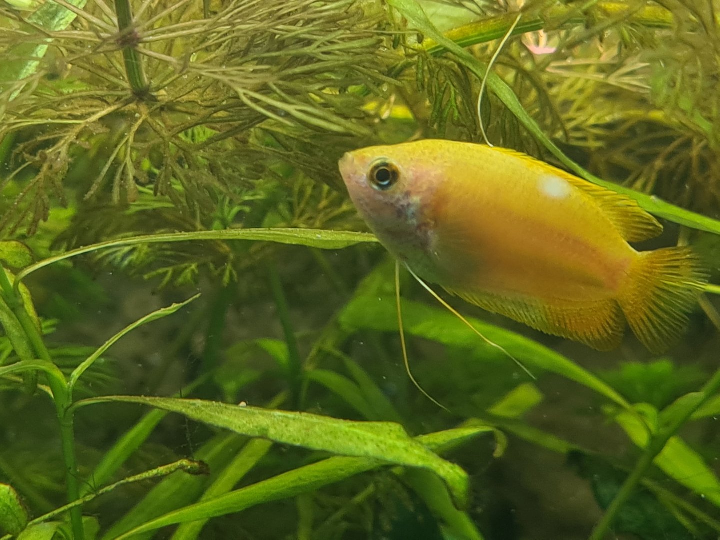 Honey gourami